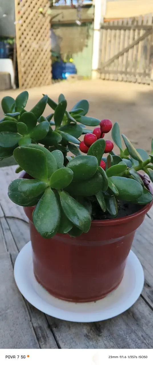 Planta suculenta en maceta con frutos rojos