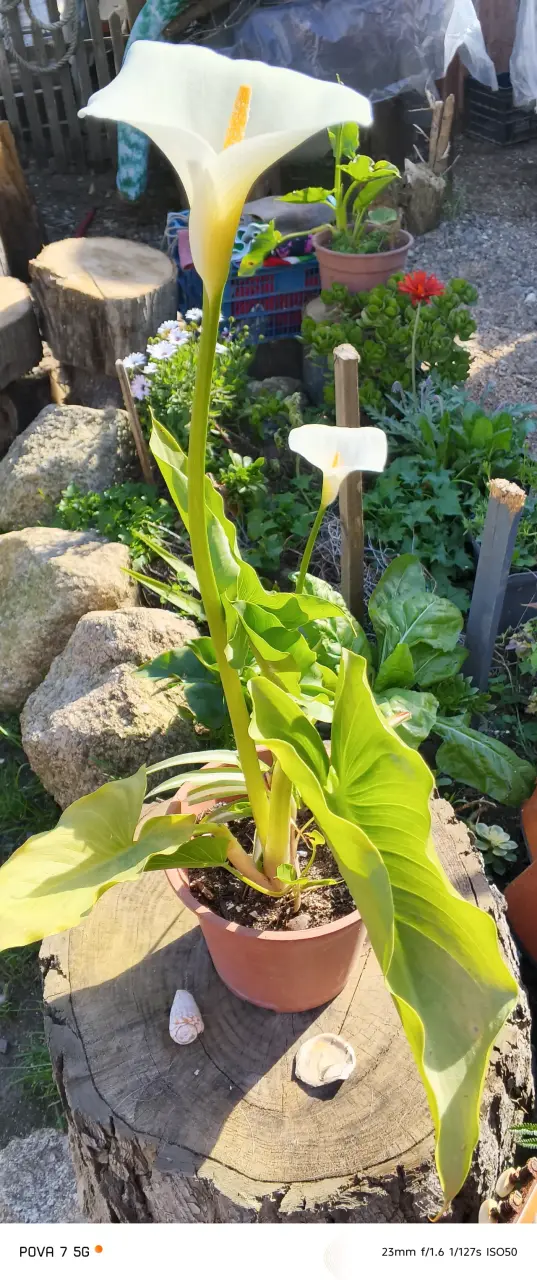 Planta de Alcatraz en Maceta