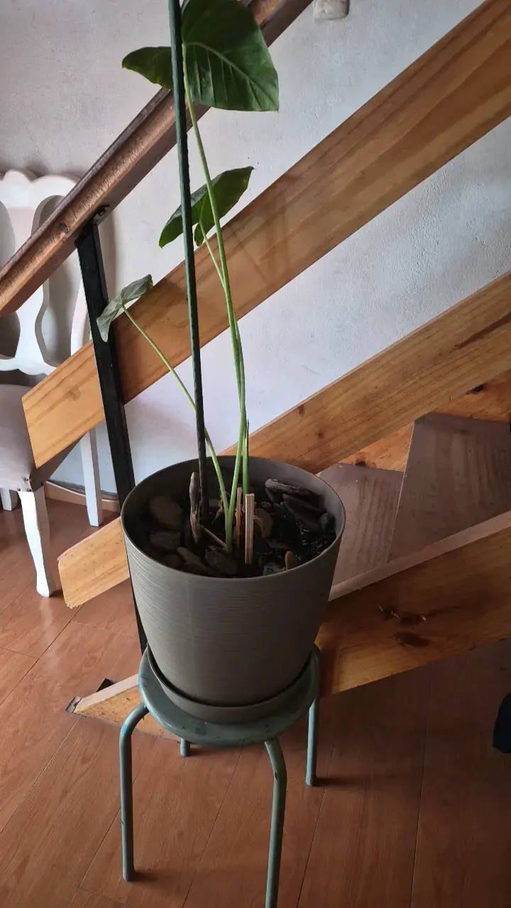 Planta de interior Alocasia en maceta decorativa - 1