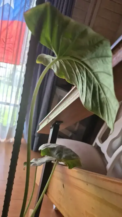 Planta de interior Alocasia en maceta decorativa - miniatura 2