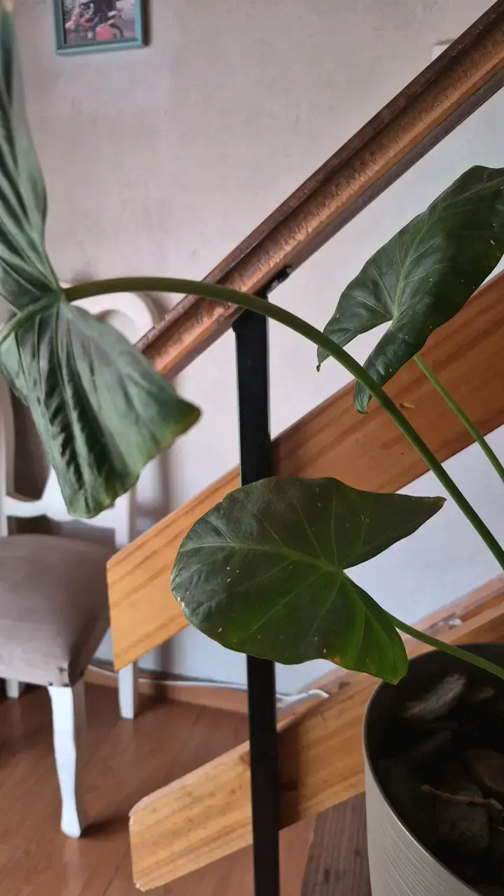 Planta de interior Alocasia en maceta decorativa - 3