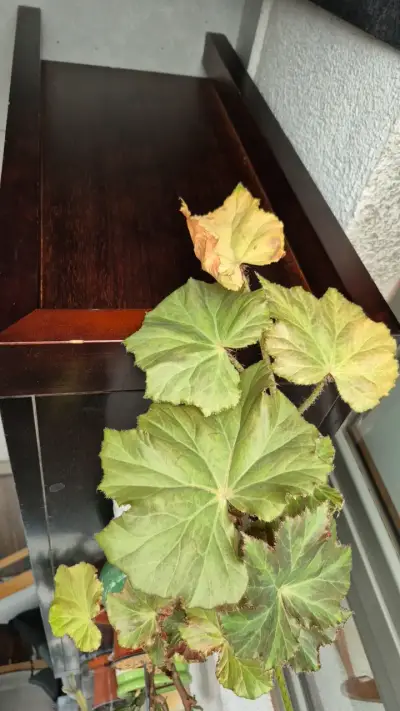 Vitrina de madera con puertas de vidrio - miniatura 2