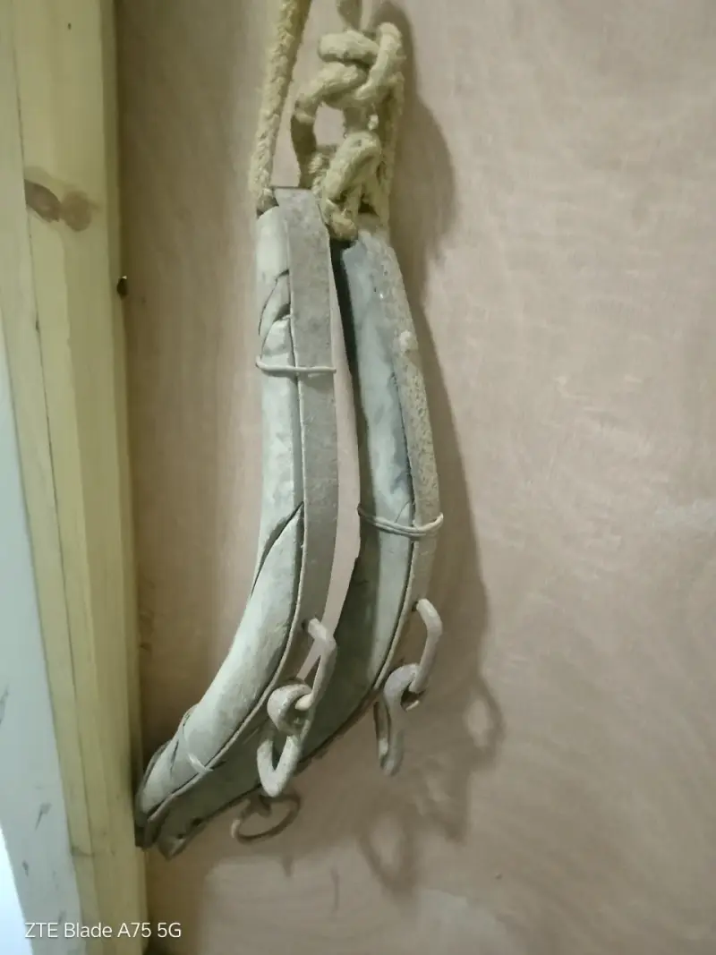 Collarón de tiro  con data entre 60 y 100 años - 2