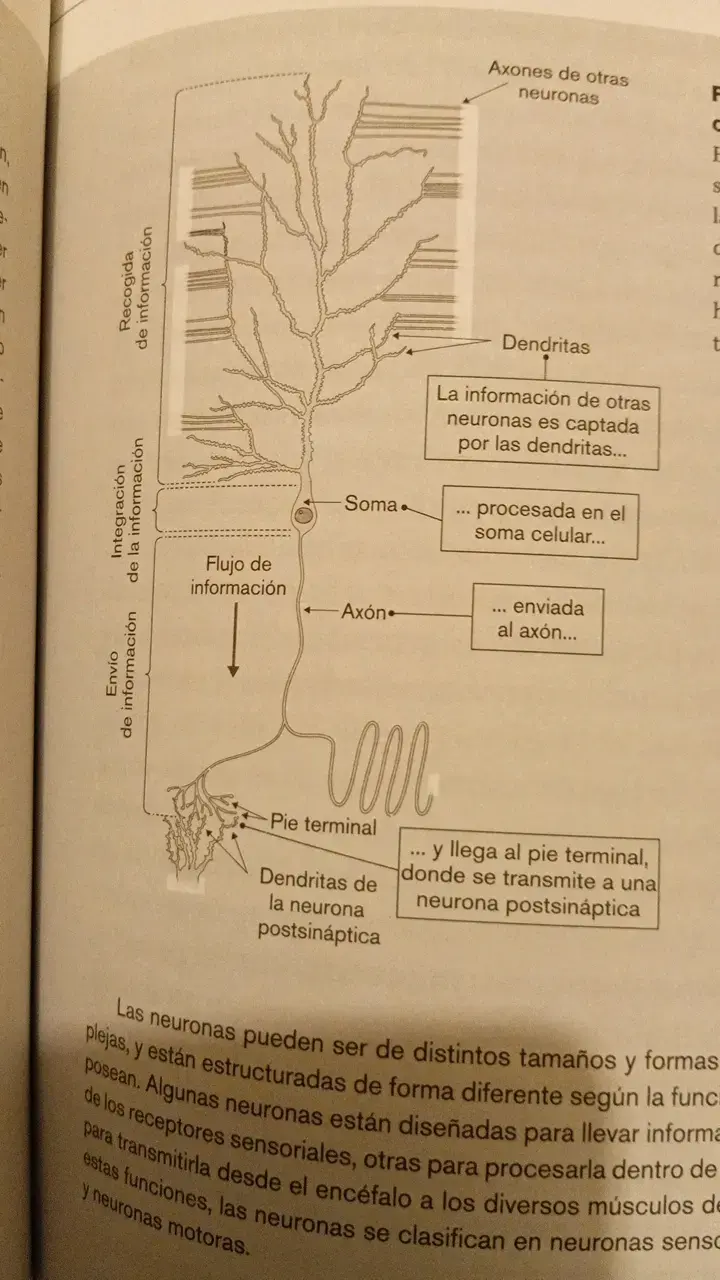 Libros de Neurociencia y Psicología: Somos Nuestra Memoria y El Cerebro Inconsciente - 5