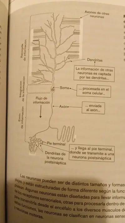 Libros de Neurociencia y Psicología: Somos Nuestra Memoria y El Cerebro Inconsciente - miniatura 5