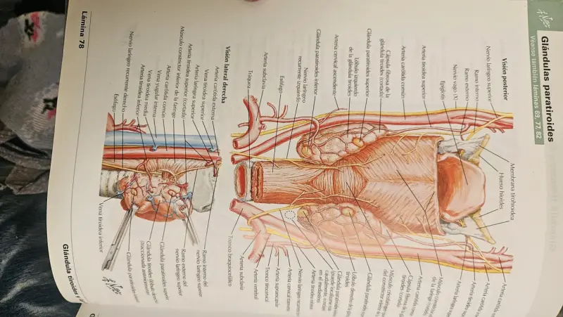 Mini-Netter Atlas de Anatomía Humana 6ª Edición - 3