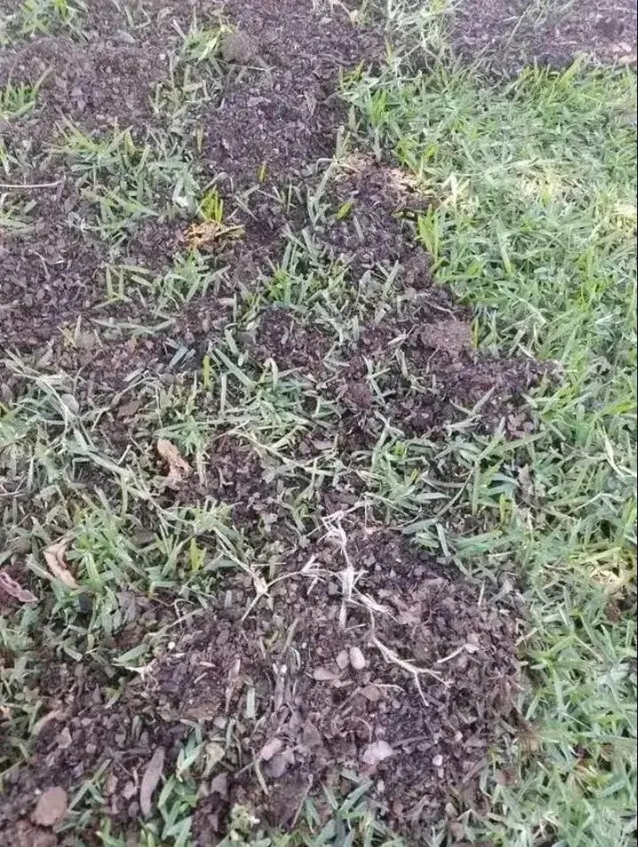 Césped chepica mexicana la elije lo mejor CHEPICA - 4