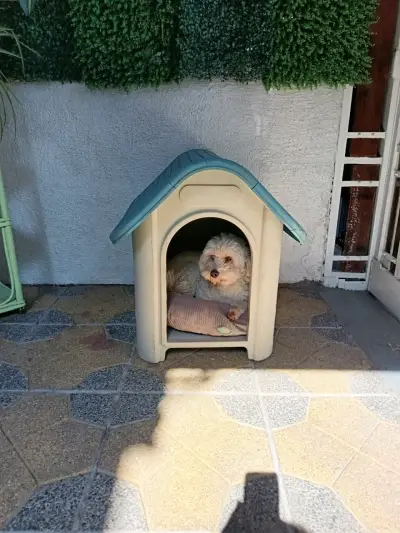 Caseta para perro de plástico resistente - miniatura 4