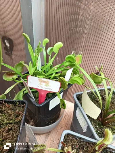 Planta carnívora Venus atrapamoscas en maceta - miniatura 1
