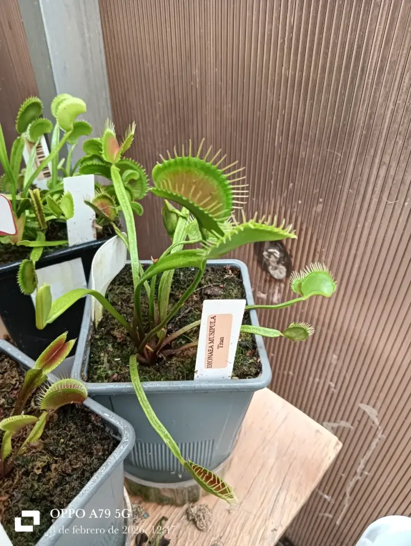 Planta carnívora Venus atrapamoscas en maceta - 2