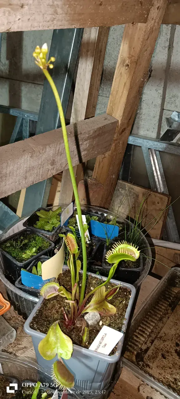 Planta carnívora Venus atrapamoscas en maceta - 3