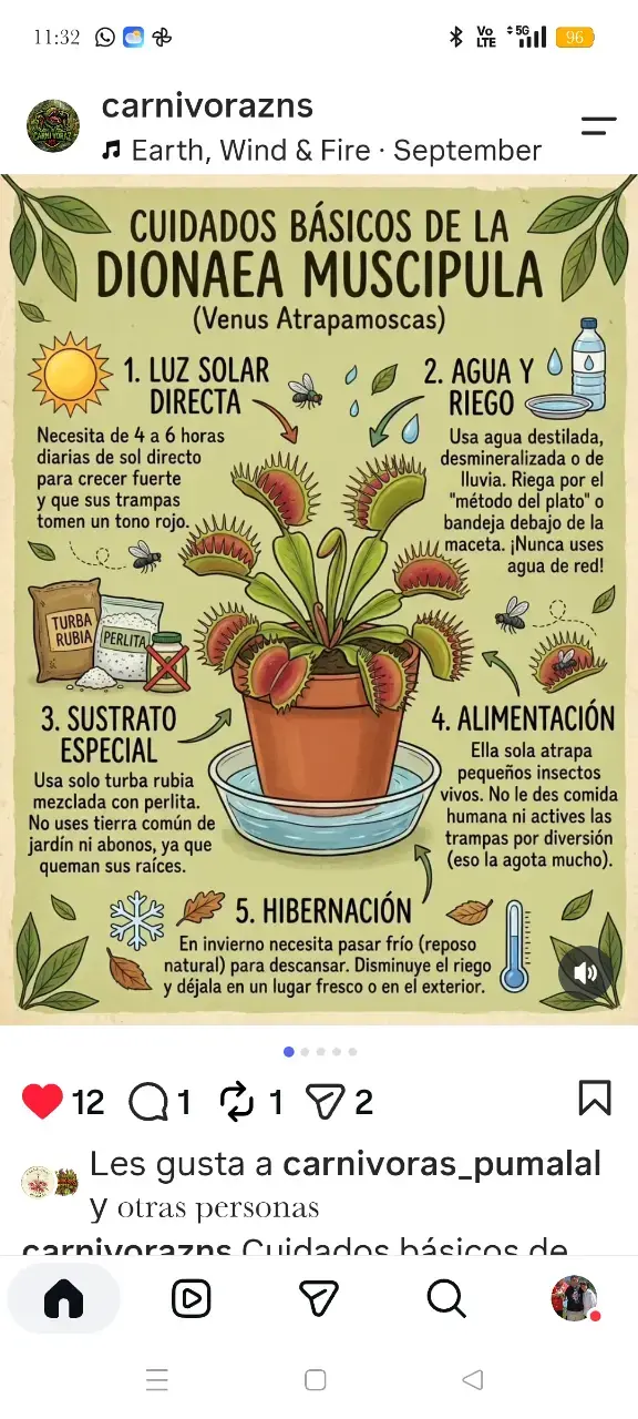 Planta carnívora Venus atrapamoscas en maceta - 4