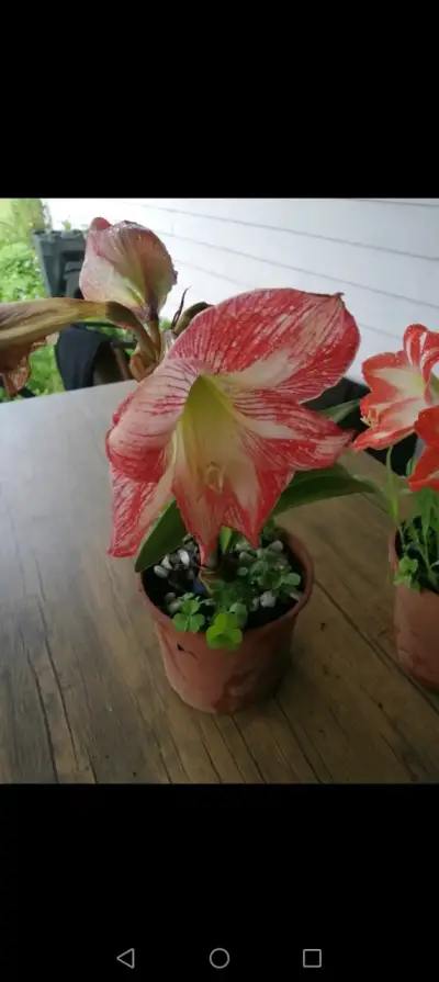 Hermosa planta de Amaryllis en maceta - miniatura 1