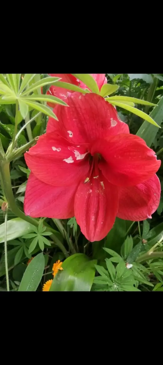 Hermosa planta de Amaryllis en maceta - 2