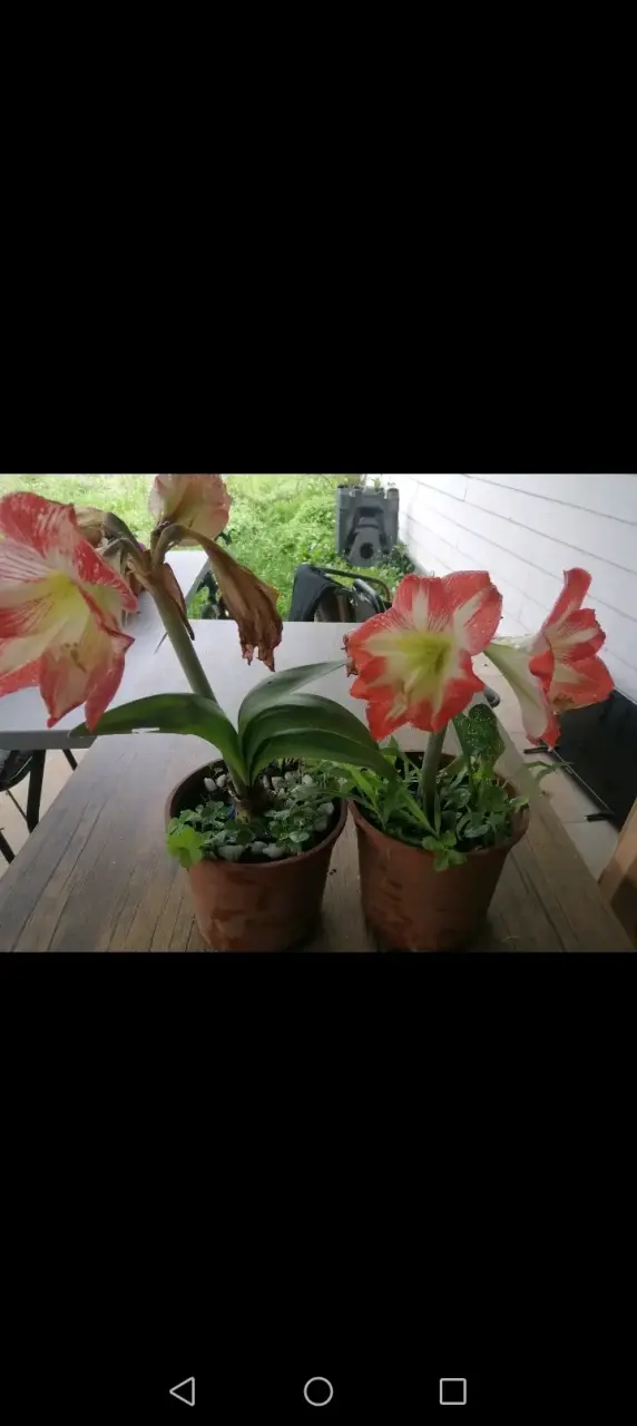 Hermosa planta de Amaryllis en maceta - 3