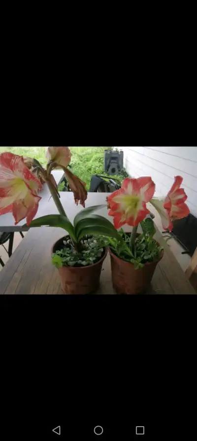 Hermosa planta de Amaryllis en maceta - miniatura 3