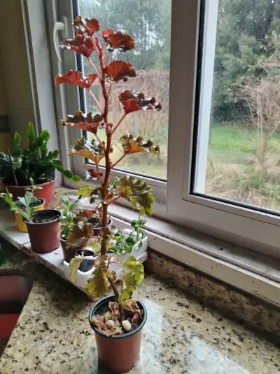 Hermosa planta de Amaryllis en maceta - miniatura 5