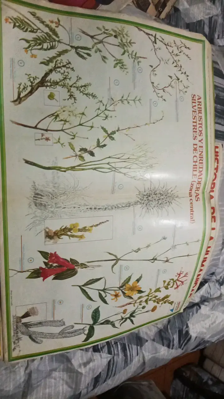 Revistas antiguas Ercilla y Cosas colección histórica - 5