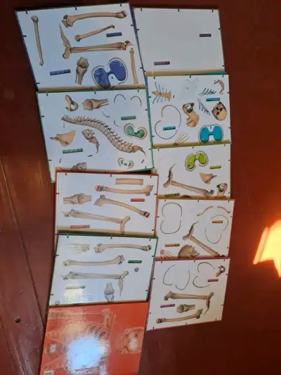 Colección de libros enciclopedia Cuerpo Humano DK - miniatura 2