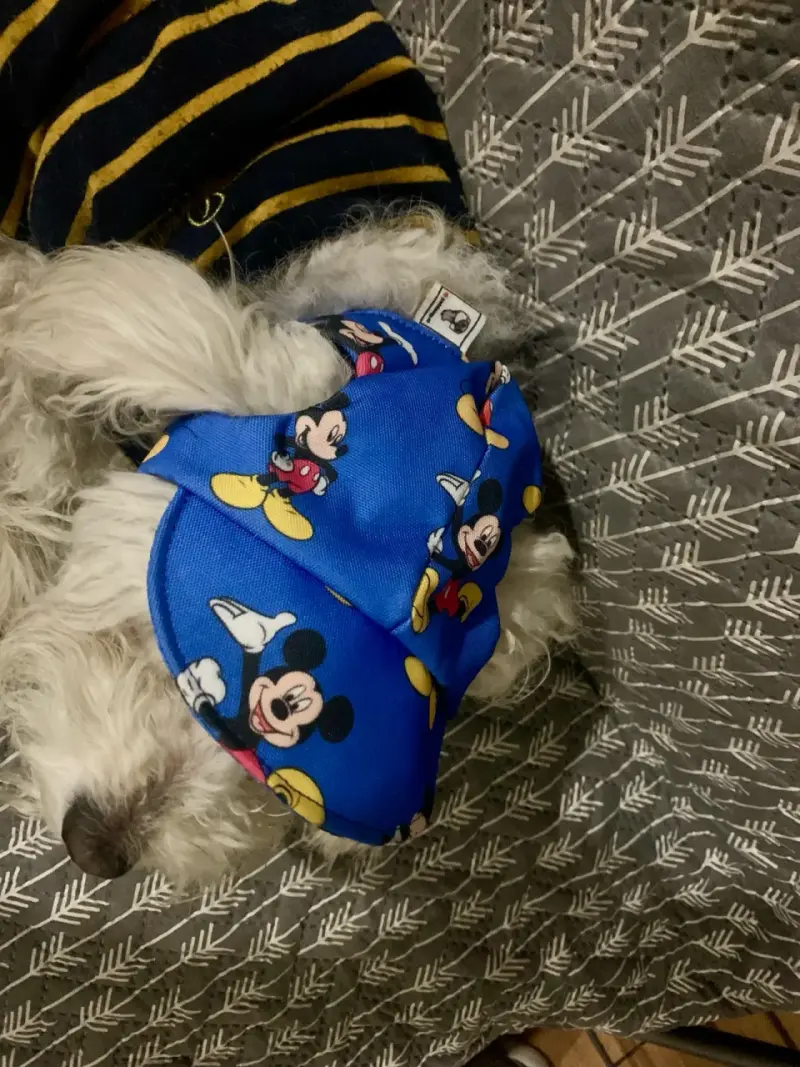 Visera para perro con diseño de Mickey Mouse - 2
