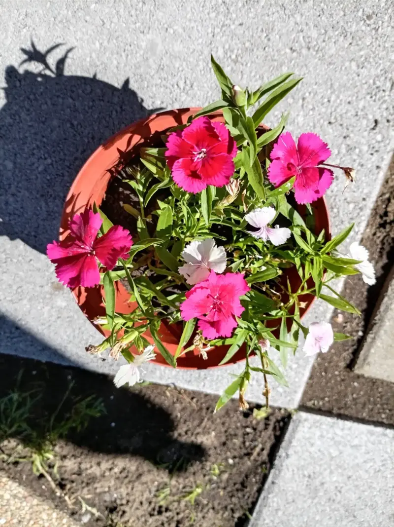 Maceta de clavelina fucsia y rosados claro - 3