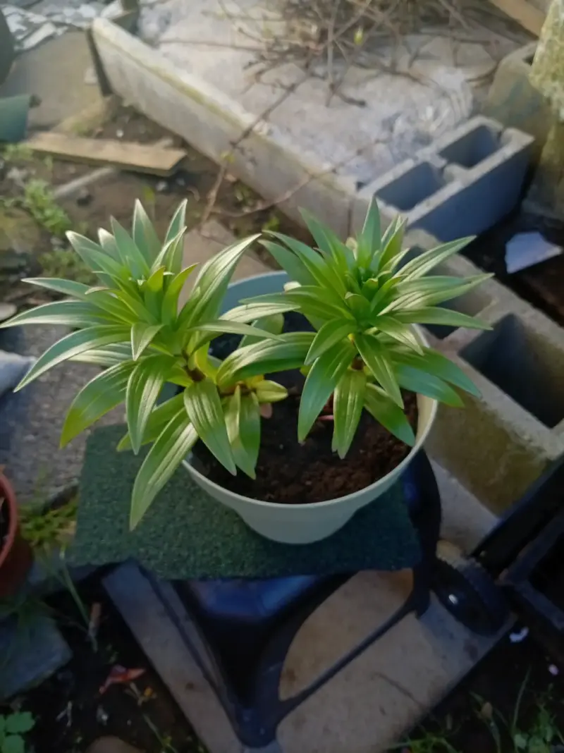 Lilium doble