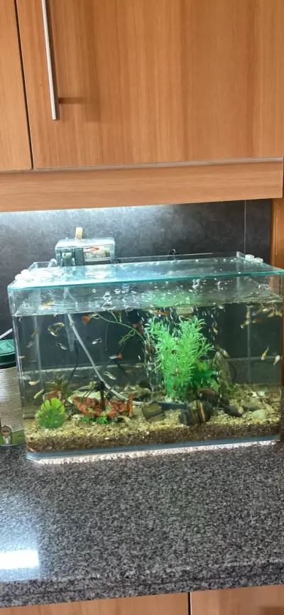 Acuario de vidrio con peces y plantas decorativas - miniatura 1