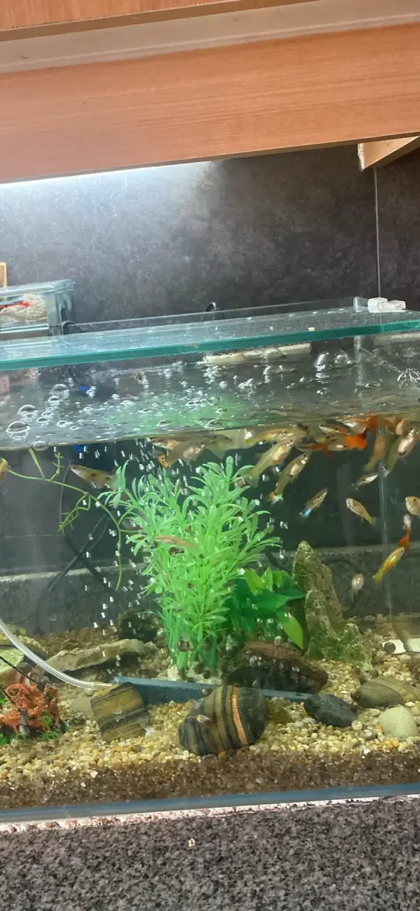 Acuario de vidrio con peces y plantas decorativas - 2