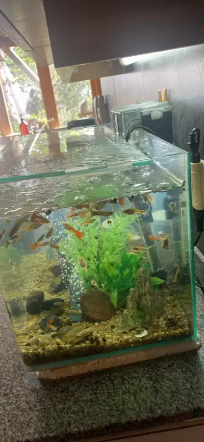Acuario de vidrio con peces y plantas decorativas - miniatura 3