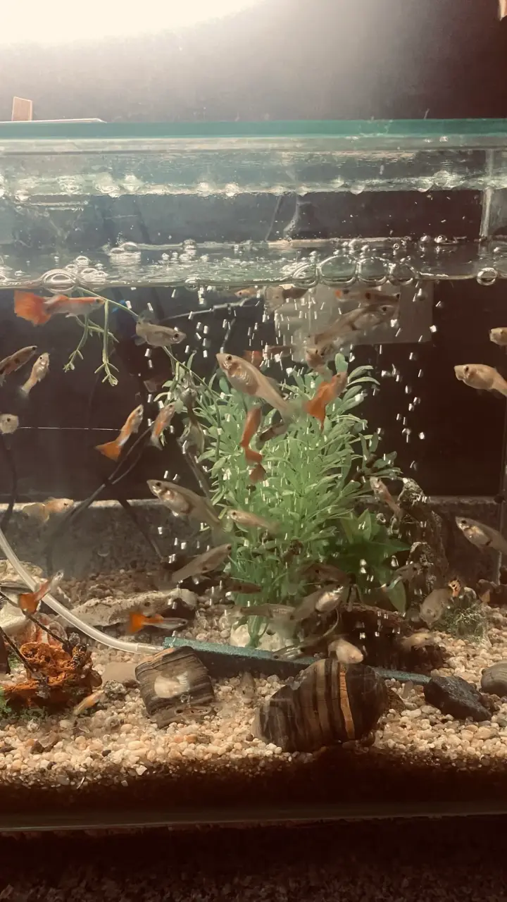 Acuario de vidrio con peces y plantas decorativas - 4