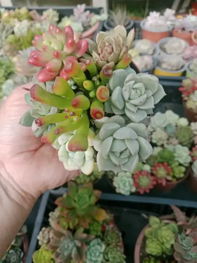 Maceta de suculentas variadas coloridas 7 suculent - miniatura 2