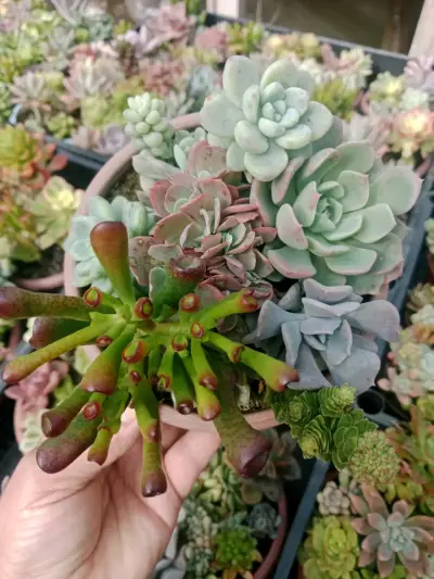 Maceta de suculentas variadas coloridas 7 suculent - miniatura 3