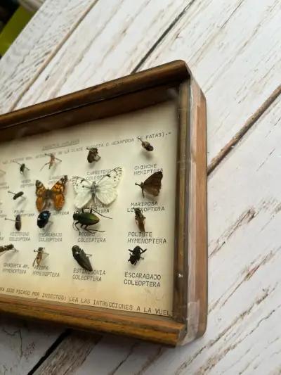 Cuadro Entomológico -Insectos chilenos - miniatura 2