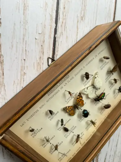 Cuadro Entomológico -Insectos chilenos - miniatura 3