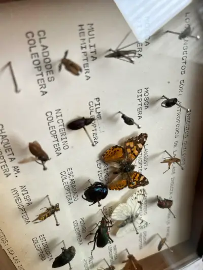 Cuadro Entomológico -Insectos chilenos - miniatura 4