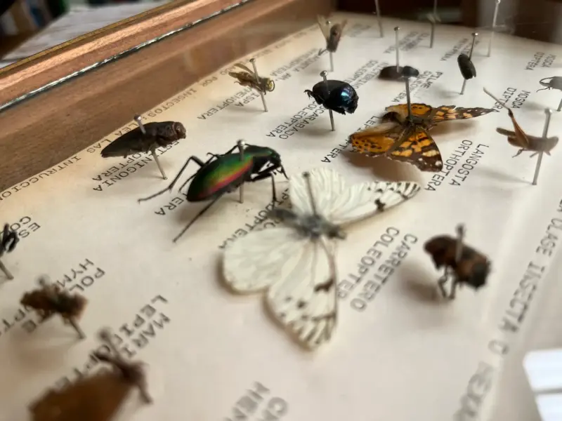 Cuadro Entomológico -Insectos chilenos - 5