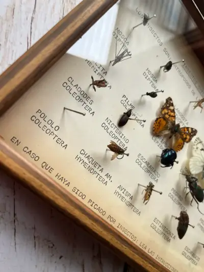 Cuadro Entomológico -Insectos chilenos - miniatura 6