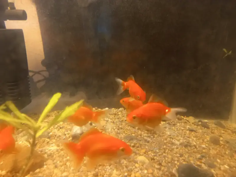 Peces Goldfish Naranjas para Acuario - 1