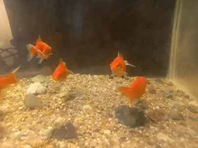 Peces Goldfish Naranjas para Acuario - miniatura 2