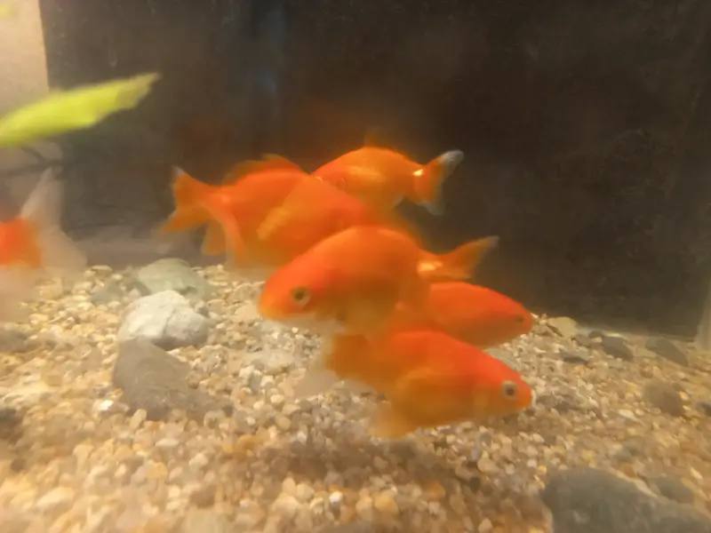 Peces Goldfish Naranjas para Acuario - 3
