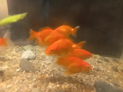 Peces Goldfish Naranjas para Acuario - miniatura 3