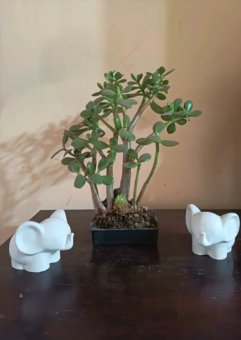 Planta suculenta jade en maceta decorativa - 1