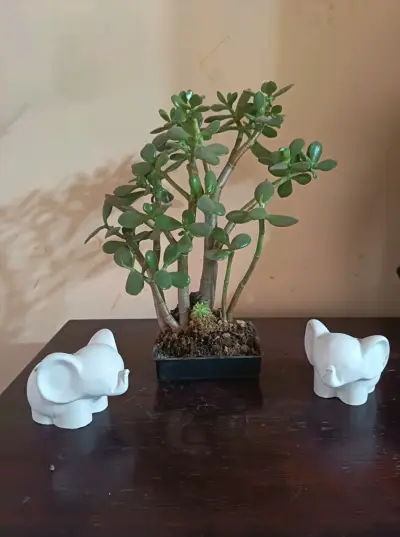 Planta suculenta jade en maceta decorativa - miniatura 2
