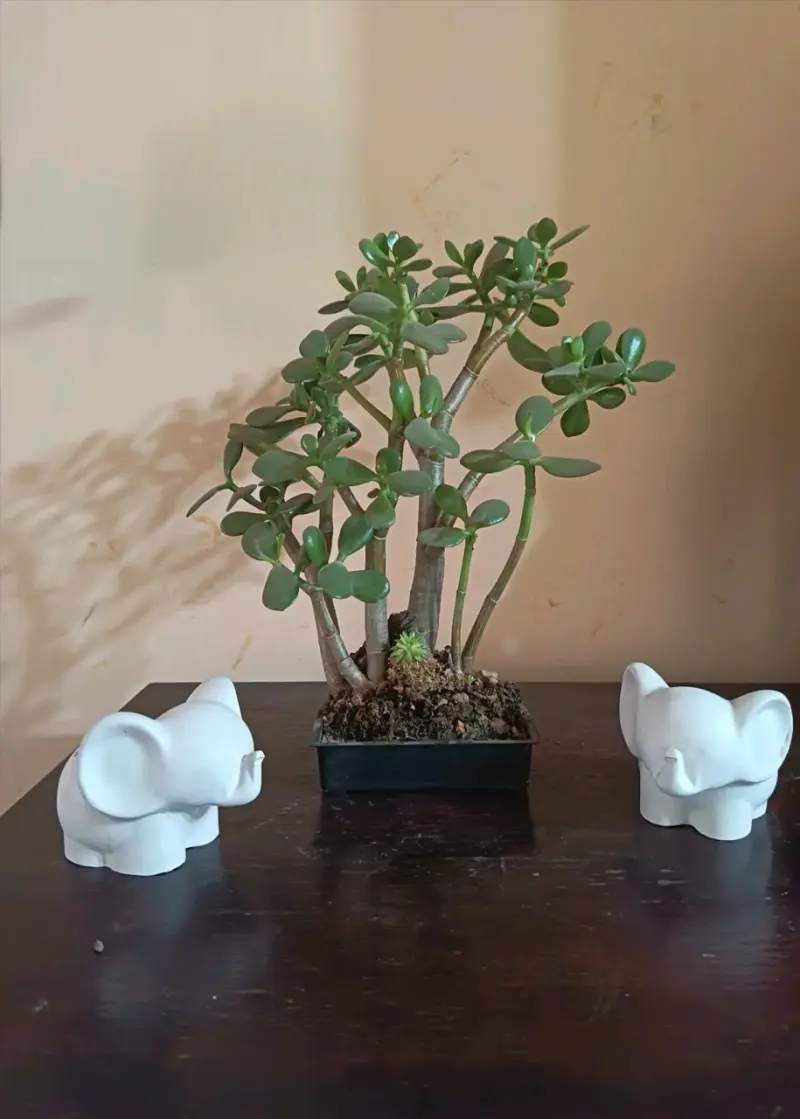 Planta suculenta jade en maceta decorativa - 3