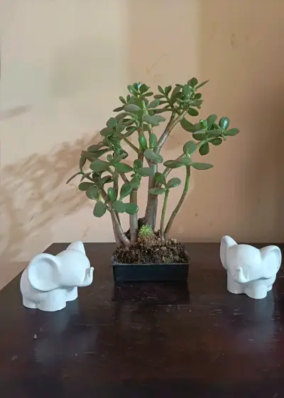 Planta suculenta jade en maceta decorativa - miniatura 3