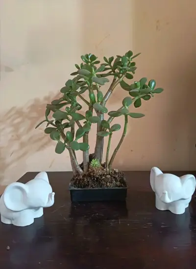 Planta suculenta jade en maceta decorativa - miniatura 4