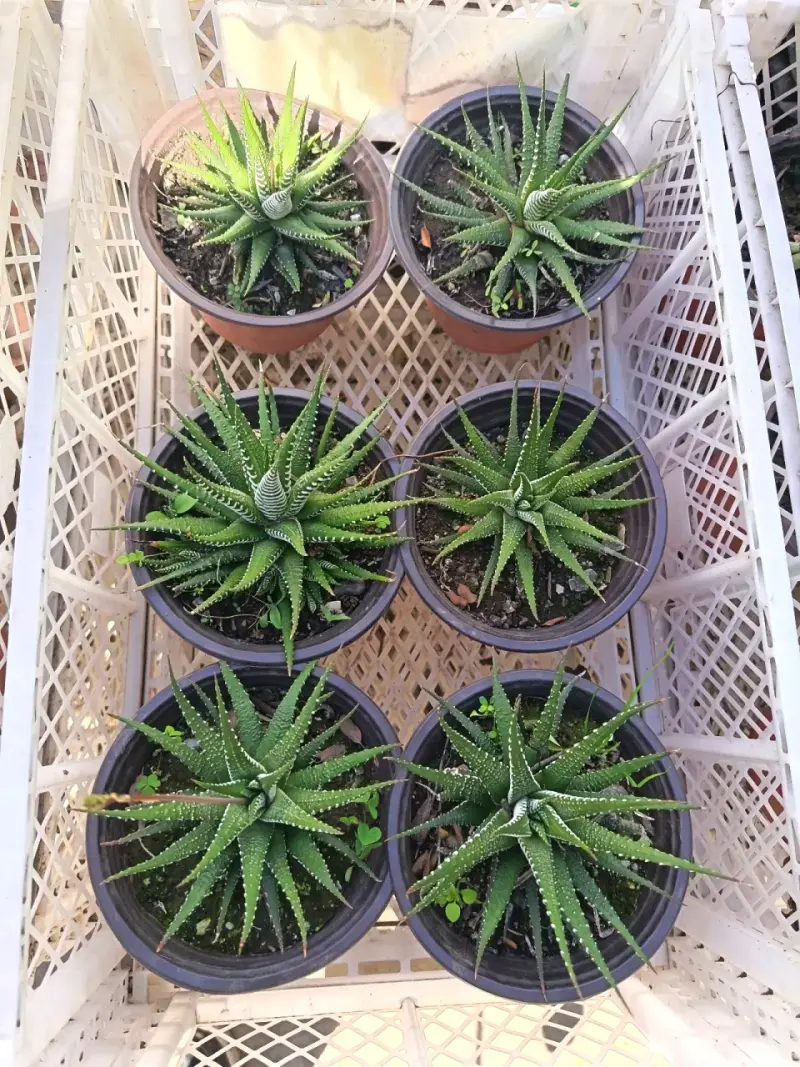 Suculentas Haworthia en macetas plásticas - 1