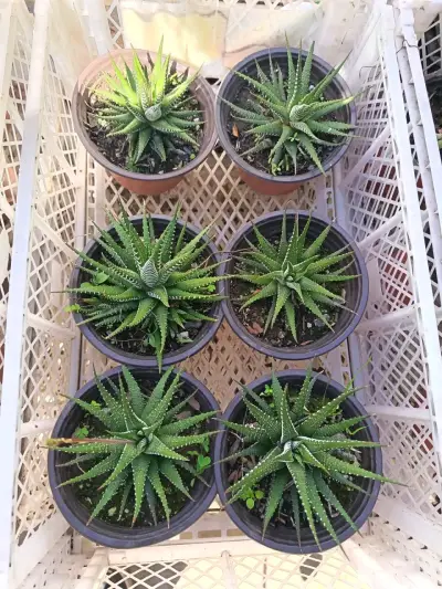 Suculentas Haworthia en macetas plásticas - miniatura 1