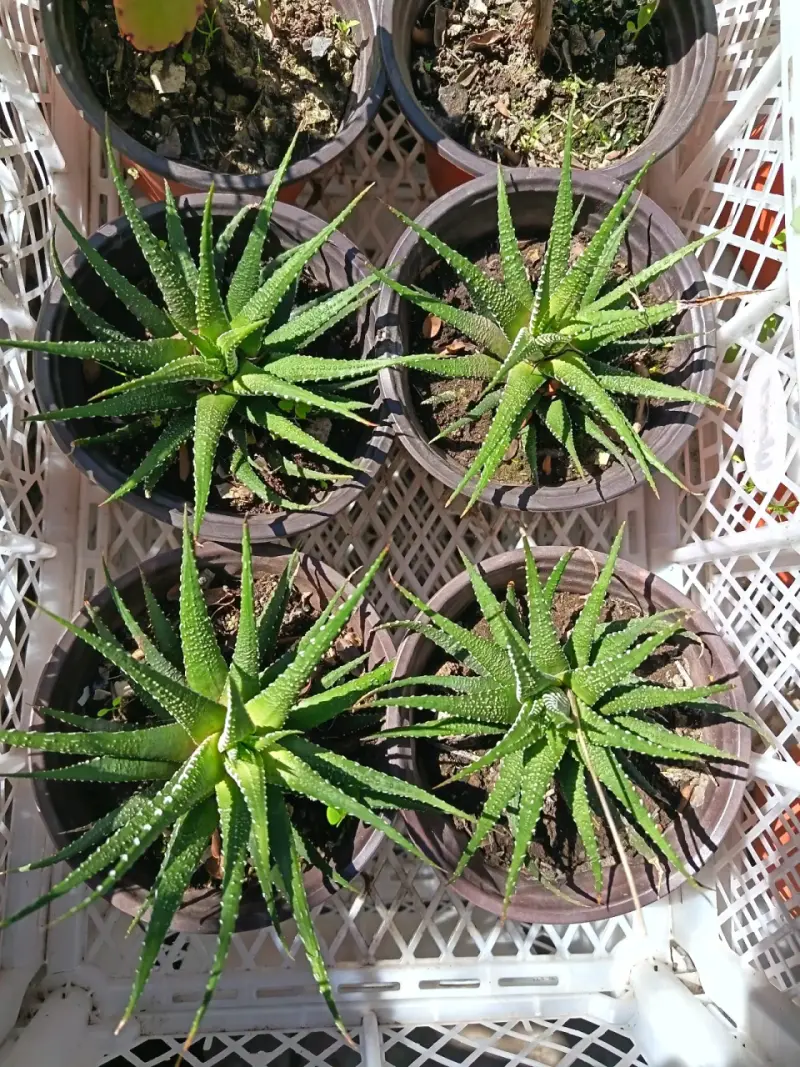 Suculentas Haworthia en macetas plásticas - 2