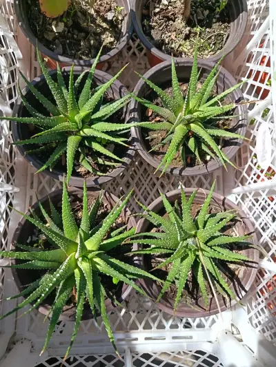 Suculentas Haworthia en macetas plásticas - miniatura 2